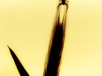 Ewelina Nikodemska 1