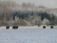Małgorzata Leszka 1