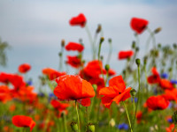 Grażyna Myślińska 1