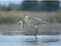 Michał Nerwiński 1