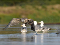Michał Nerwiński 2