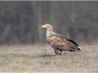 Michał Nerwiński 3